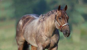 Metallic Cat Reputation as Sire Spreads - Quarter Horse News