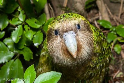 Sirocco | Kakapo, Beautiful birds, Kakapo parrot