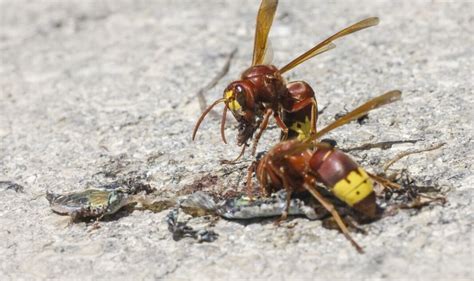 'Horrendous' hornet sting leaves man on crutches as hundreds of nests pop up in Rome | World ...