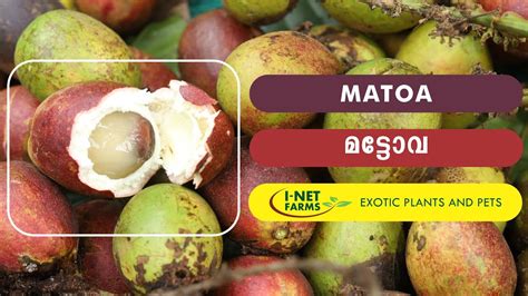 Matoa Fruit | മട്ടോവ | I-Net Exotic Farms - YouTube