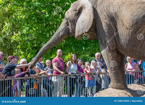 People and Kids are Interacting with an Elephant in Magdeburg Zoo ...