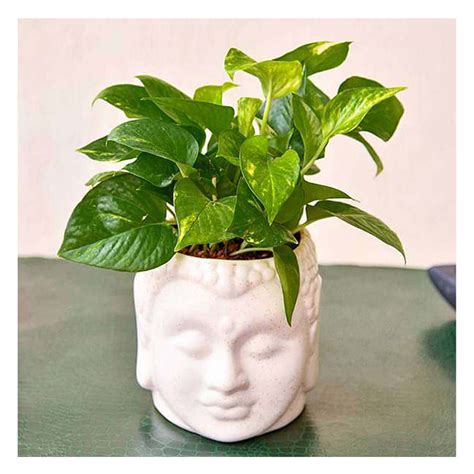 Money Plant In Ceramic Buddha Planter | Low Maintenance Indoor Plant – Chirukaanuka