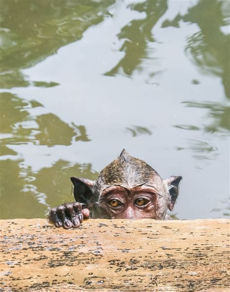 Ubud monkey forest & Uluwatu monkey temple in Bali | Sunshine Seeker