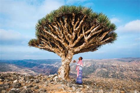 Socotra | Socotra, Places to see, Cool places to visit