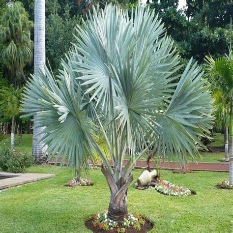 Bismarckia Nobilis & Bismarck Palm Seeds – HeYou Seeds