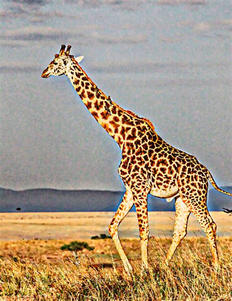 Giraffe Painting Free Stock Photo - Public Domain Pictures