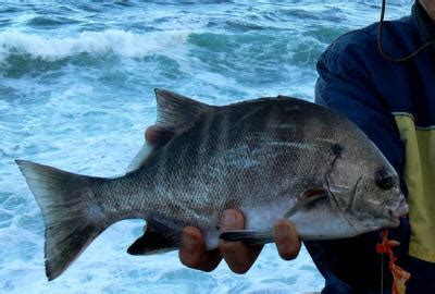 South Africa's National Fish: The Galjoen Dichistius capensis (Damba ...