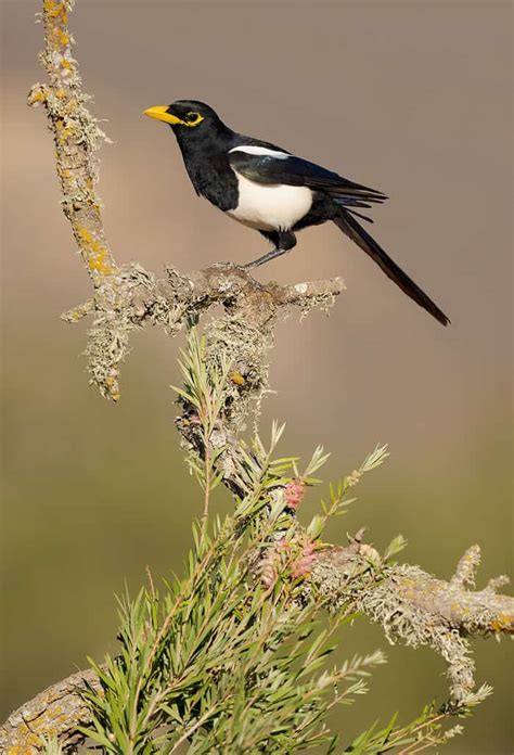 Yellow-billed Magpie | Focusing on Wildlife