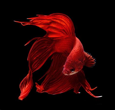 Siamese fighting fish | Art and design | The Guardian Beautiful Creatures, Animals Beautiful ...