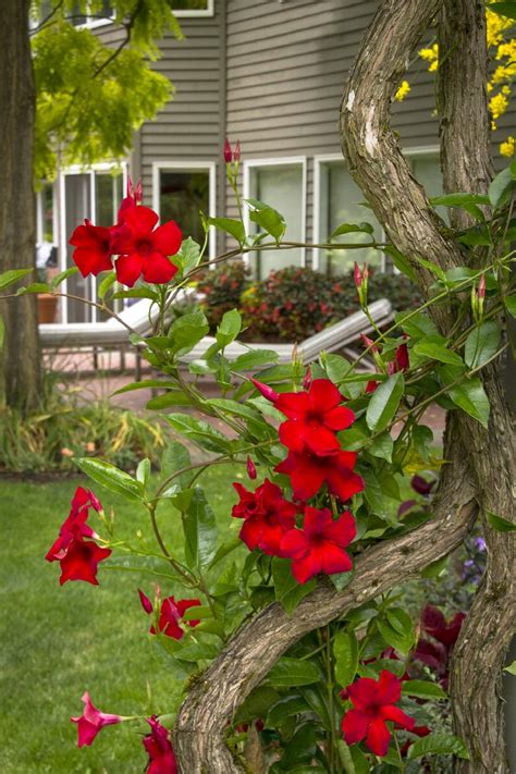 Sun Parasol® Giant Crimson Mandevilla, Monrovia Plant