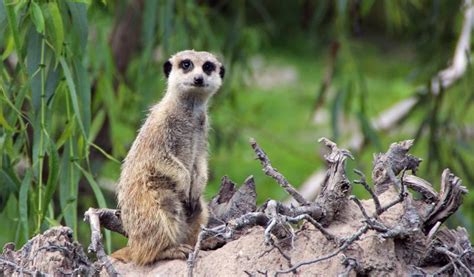 Meerkat - Key Facts, Information & Habitat