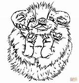 Cute Baby Porcupine coloring page  Free Printable Coloring Pages sketch template