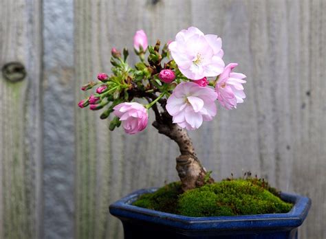 RARE FLOWERING TREE: Sakura Cherry Bonsai are very popular for their electrifying pink leaves ...