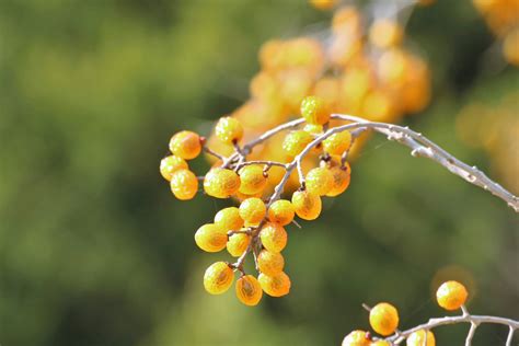 Health Benefits of Chinaberry Tree | Uses of Bakayan Tree - Trustherb