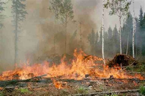 "Slash And Burn": 5 Bad Effects On Agriculture And The Environment