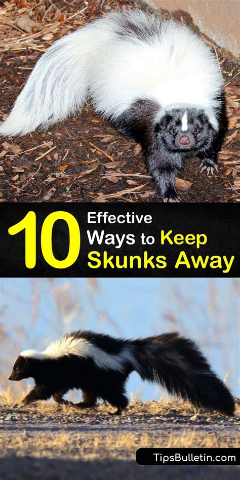 10 Effective Ways to Keep Skunks Away | Skunk repellent, Skunk smell, Skunk