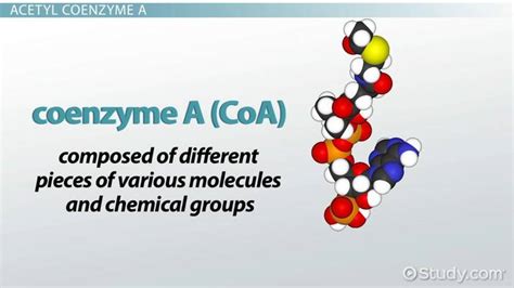 Acetyl Coenzyme A (Acetyl-CoA): Formation, Structure & Synthesis ...