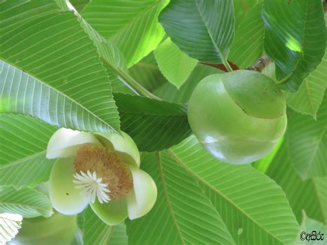 Flora of Sri Lanka