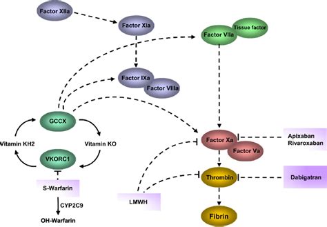 Targets of anticoagulants and direct thrombin inhibitors (DTIs ...