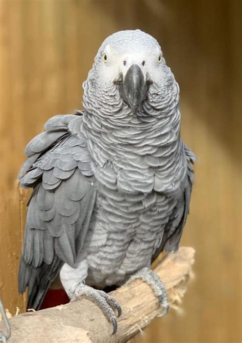 Swearing parrots moved away from public at Lincolnshire Wildlife Park ...