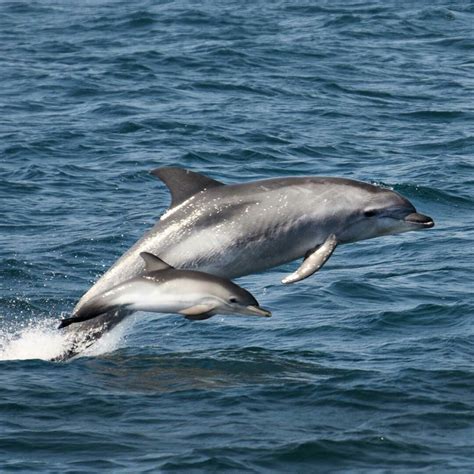 Épinglé par Vicky Aggelopoulou sur Dolphins | Dauphin, Animaux, Mammifères marins