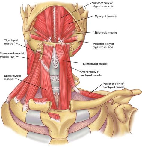 Pin on Omohyoid Muscle