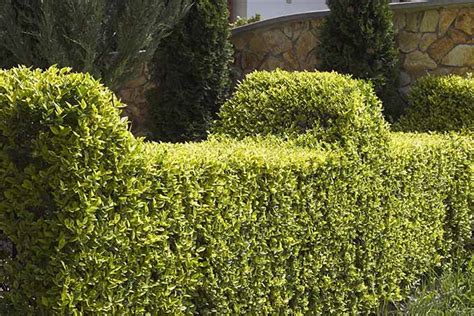 The Best Shrubs for Creating Hedges | Gardener’s Path