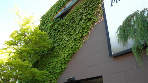 SAM_0060.JPG | parthenocissus tricuspidata green wall | parthenocissus ...