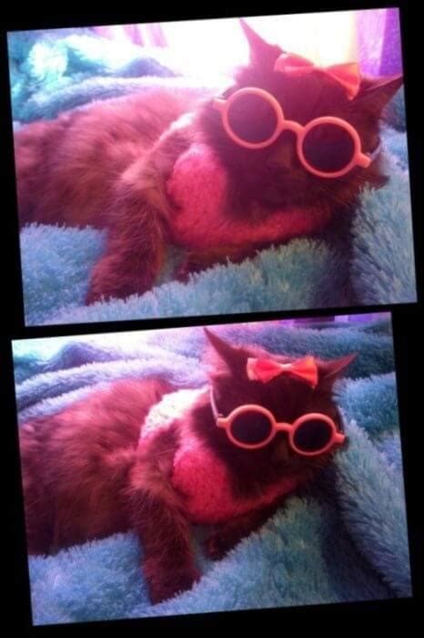 43 Cats In Glasses That Totally Define What Hipster Is