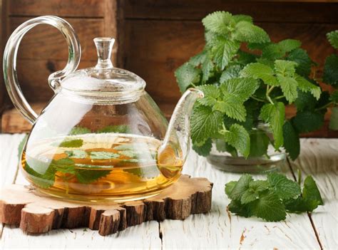 Learn How to Cook With Lemon Balm: Homemade Lemon Balm Tea Recipe in 2020 | Lemon balm tea, Tea ...