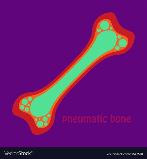 Flat anatomy of the long bone periosteum Vector Image