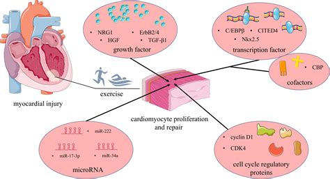 Frontiers | Exercise-Induced Adult Cardiomyocyte Proliferation in Mammals