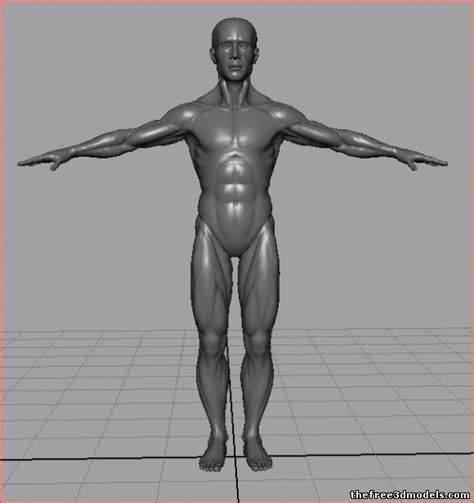 Human male Anatomy Free 3D Model - .obj - Free3D