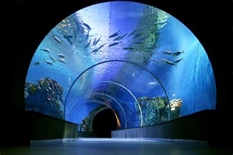 Blue Planet Aquarium | Blue planet aquarium, The blue planet, Aquarium