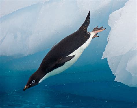 Adelie penguin diving off an iceberg by Tanya Piejus / 500px