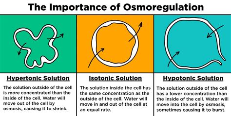 Living Organisms Use Osmoregulation to Balance - Rayne-has-Richards