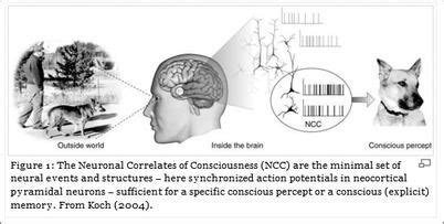 Neural correlates of consciousness - Alchetron, the free social encyclopedia