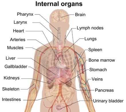 Solar Plexus Diagram