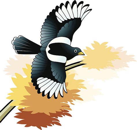 Magpie Clip Art, Vector Images & Illustrations - iStock