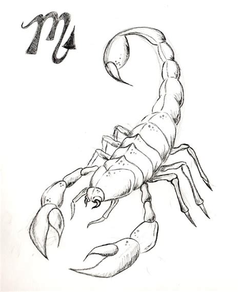 sketch scorpion - Cerca con Google | Scorpio art, Sketches, Scorpion tattoo