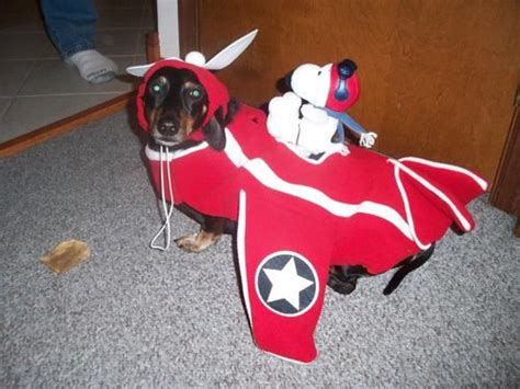 snoopy flying ace costume dog - Google Search Dog Costumes, Halloween Costumes, Costume Ideas ...