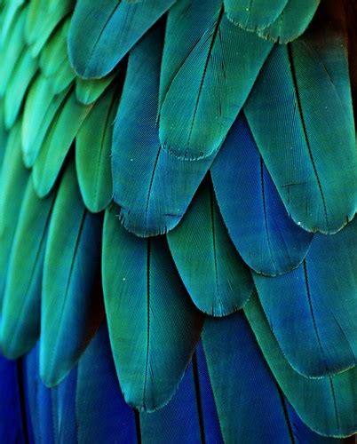 Macaw Feathers | Photo by Michael Fitzsimmons. Full portfoli… | Flickr