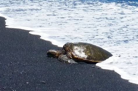 Punaluu black sand beach is THE turtle beach of the Big Island! 🐢🌴 ...