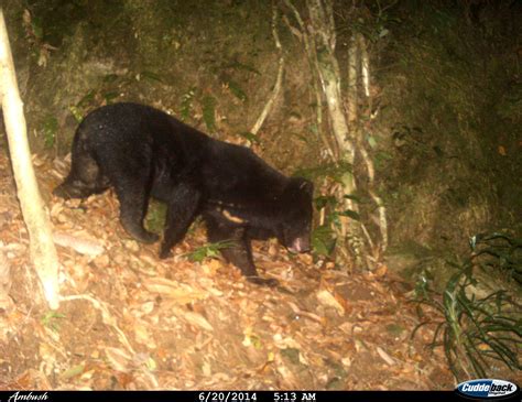 Tibetan black bear – Bear Conservation