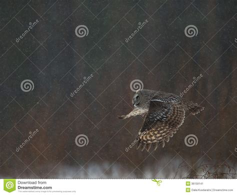 Great Grey Owl hunting stock image. Image of eyes, grey - 36159141