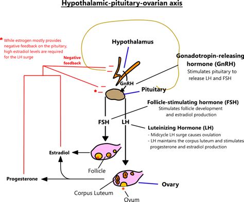 Female hormone physiology