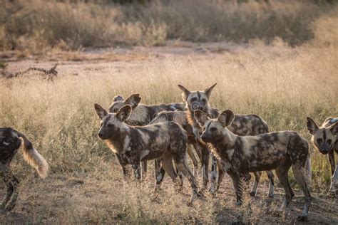 A Pack of African Wild Dogs in the Grass. Stock Image - Image of ...