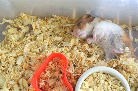 How Long Do Hamsters Sleep? Hamster Sleep Duration Guide – Small Pet Family