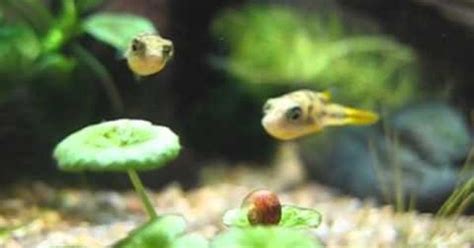 Freshwater Puffer Fish Eat Snails - Ape Aquarium Fish