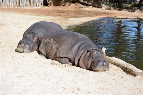 Hippopotamus Relaxing Free Stock Photo - Public Domain Pictures